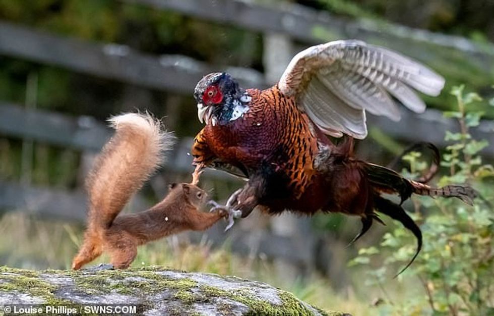 incredible moment a game bird attacks a red squirrel in battle over nuts1