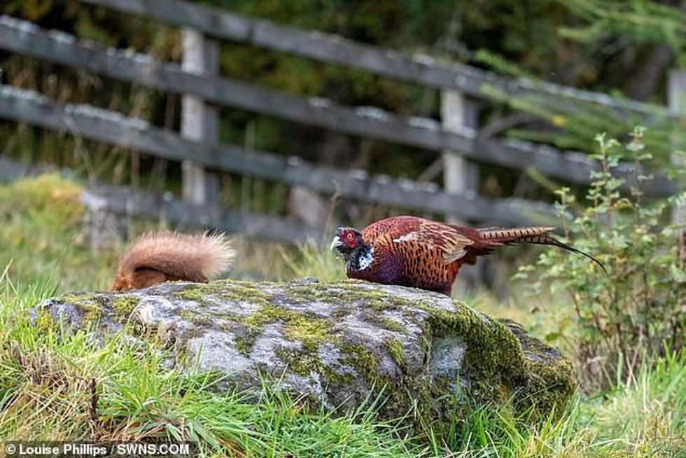 incredible moment a game bird attacks a red squirrel in battle over nuts4
