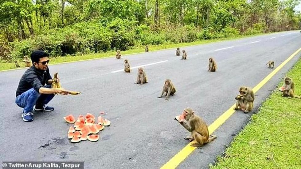 India's Minister of State for Youth Affairs & Sports, the local MP, Kiren Rijiju tweeted a picture of the law-abiding monkeys waiting to grab a slice of watermelon in Arunachal Pradesh, India