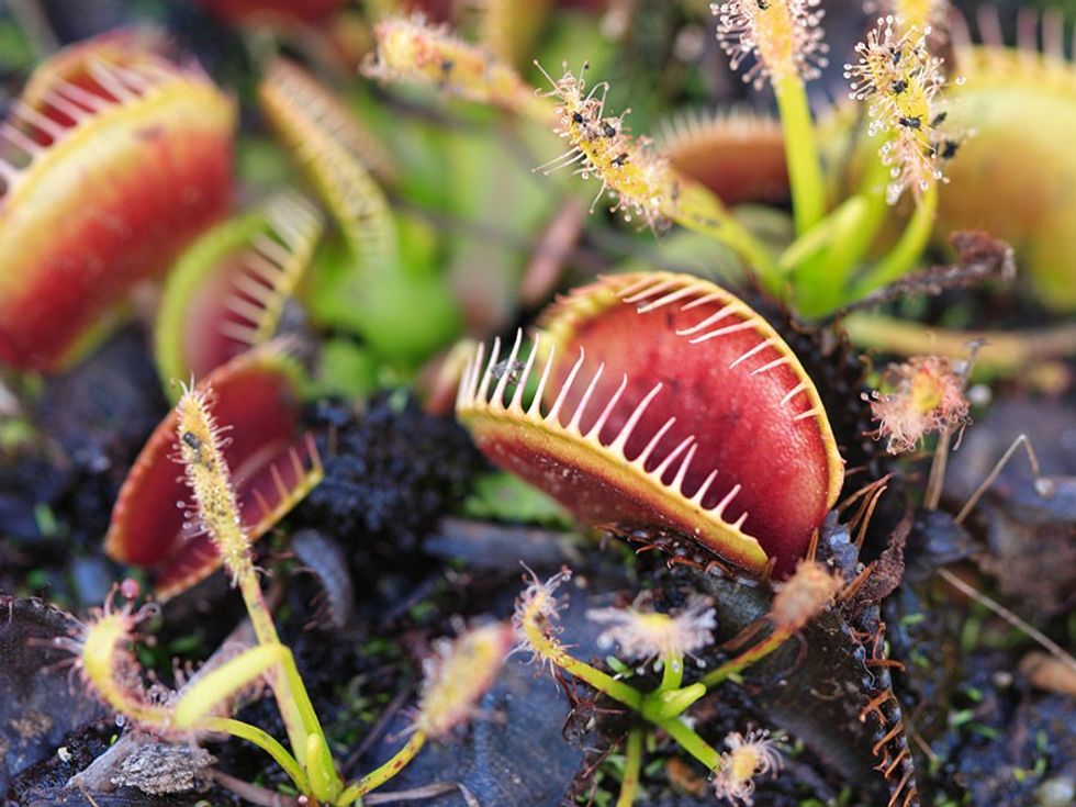 insect enzymes Plants Carnivorous Venus Fly Traps