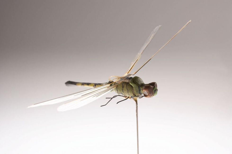 insektotopteri