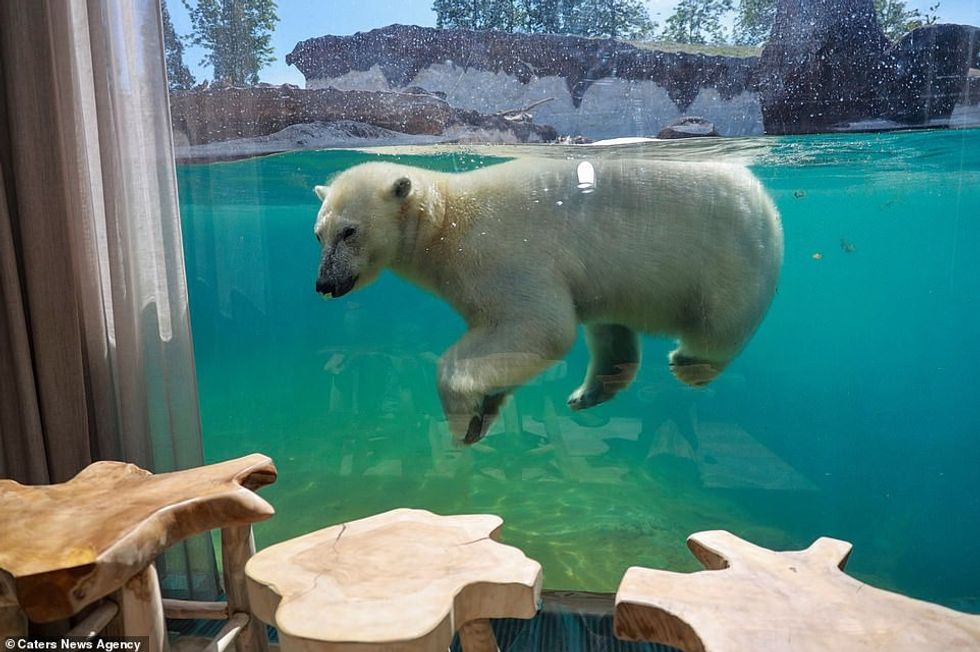 Inside the underwater suite that looks directly into the polar bear enclosure at the zoo