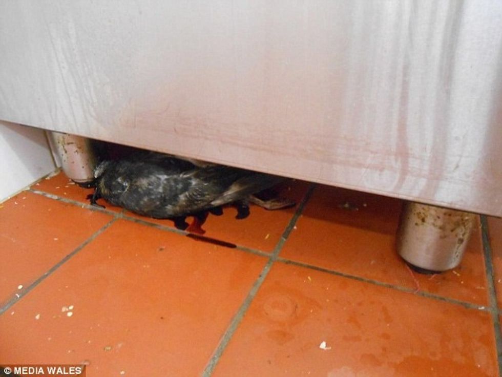 Inspektorët mbyllin restorantin ne kuzhine gjeten edhe zog te ngordhur foto 2