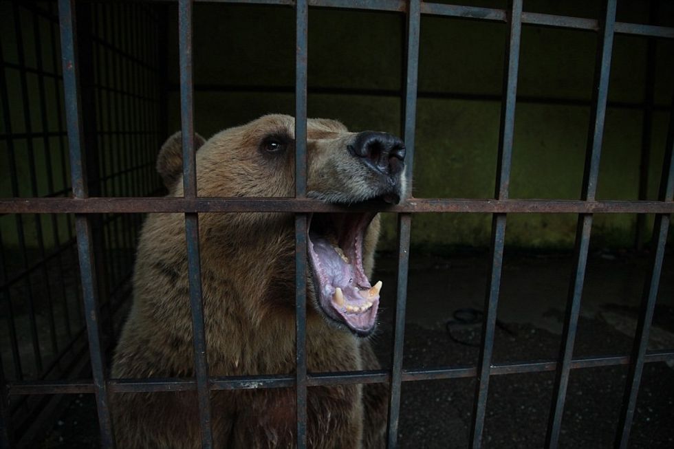 Investigation Captive Bears in Albania 2016