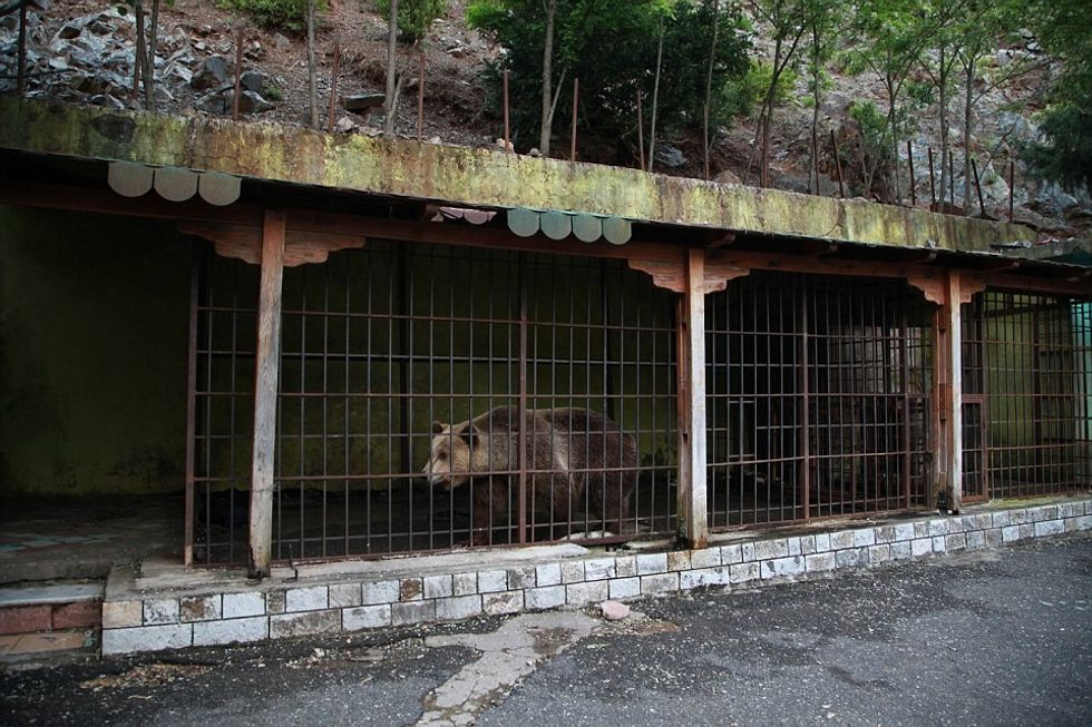 Investigation Captive Bears in Albania 2016