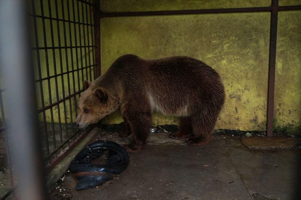 Investigation Captive Bears in Albania 2016