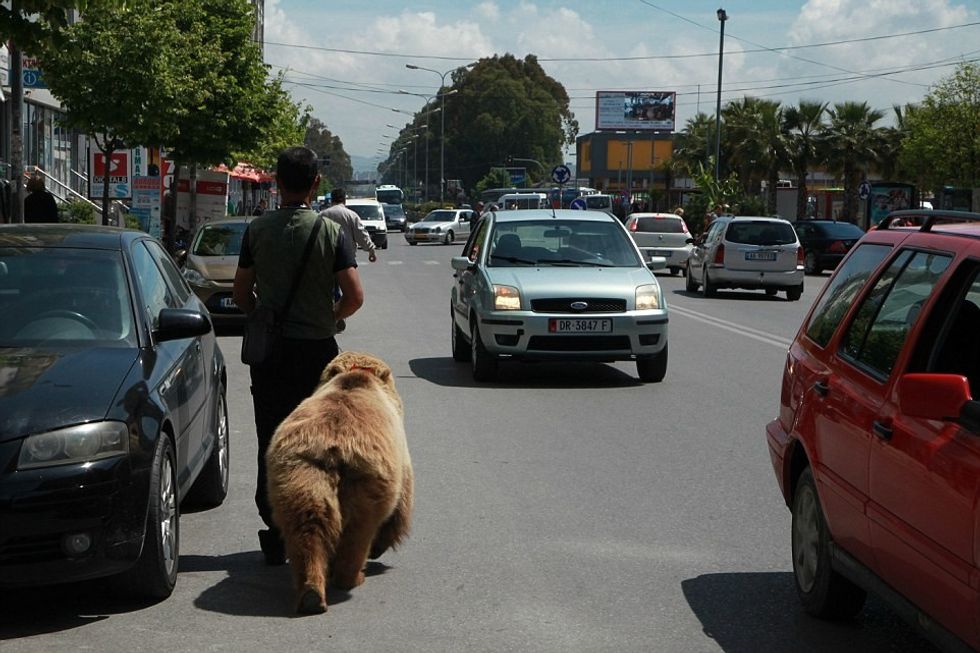Investigation Captive Bears in Albania 2016