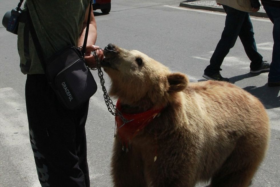 Investigation Captive Bears in Albania 2016
