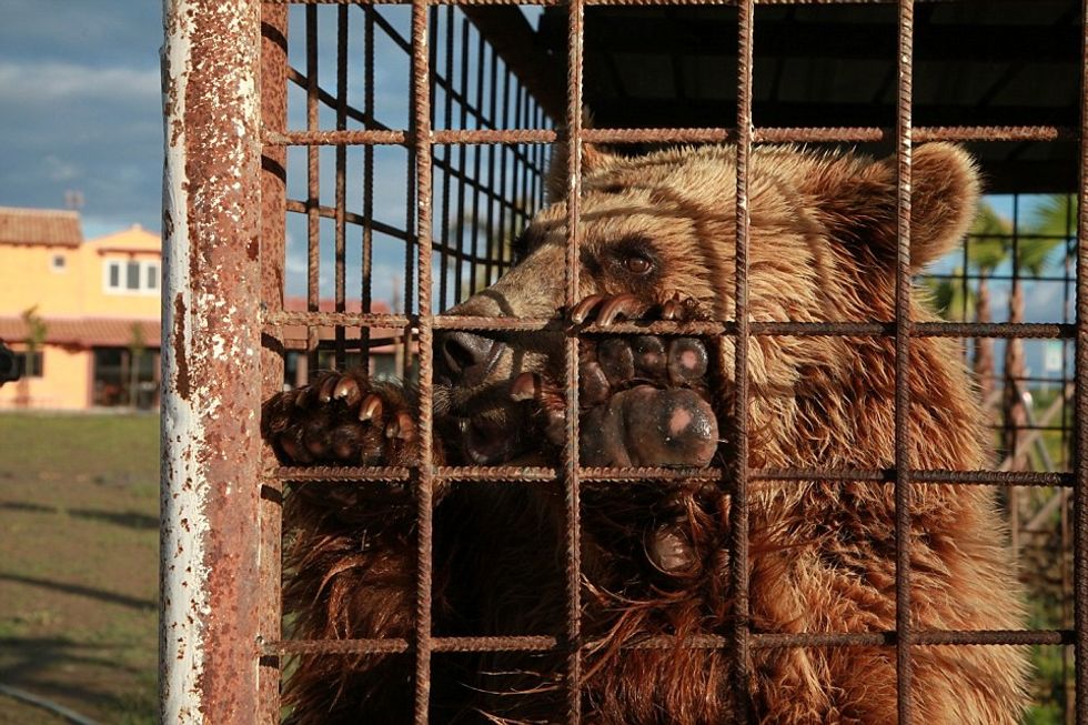 Investigation Captive Bears in Albania 2016