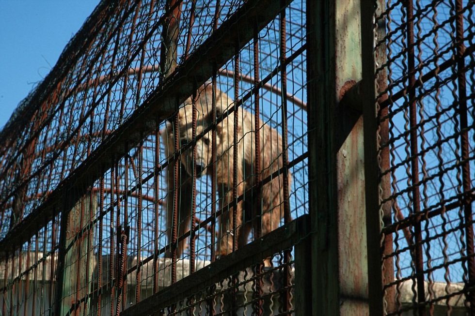 Investigation Captive Bears in Albania 2016