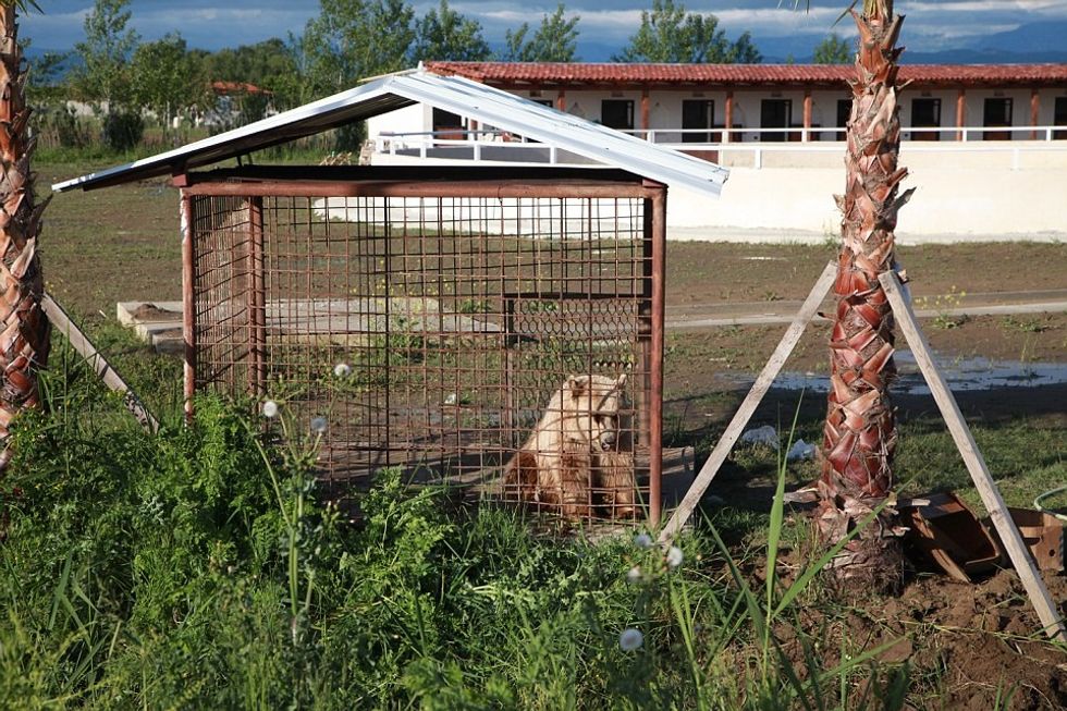 Investigation Captive Bears in Albania 2016