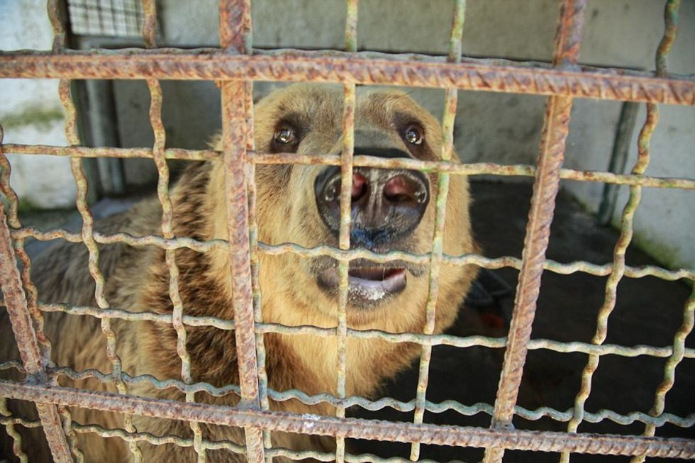 Investigation Captive Bears in Albania 2016
