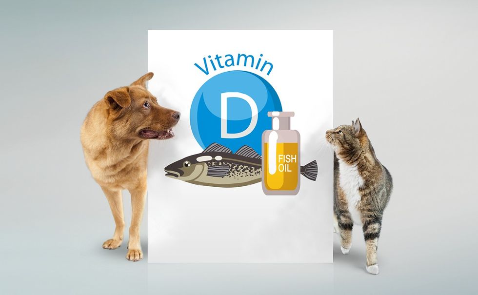 IQI News Vitamin d and fish oil website