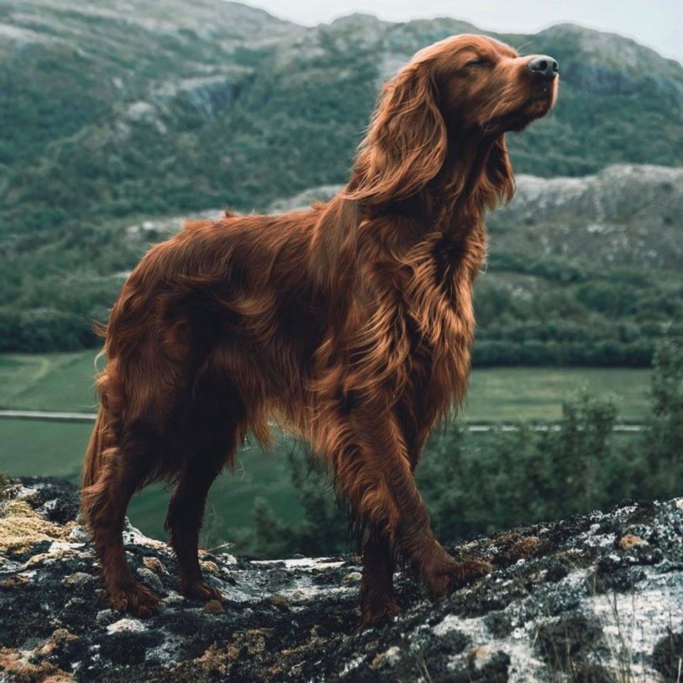 Irish Setter