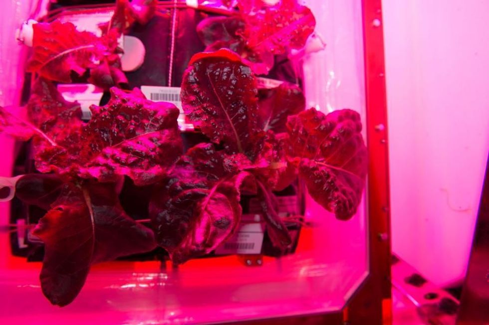 iss044e033362 veggie1 1