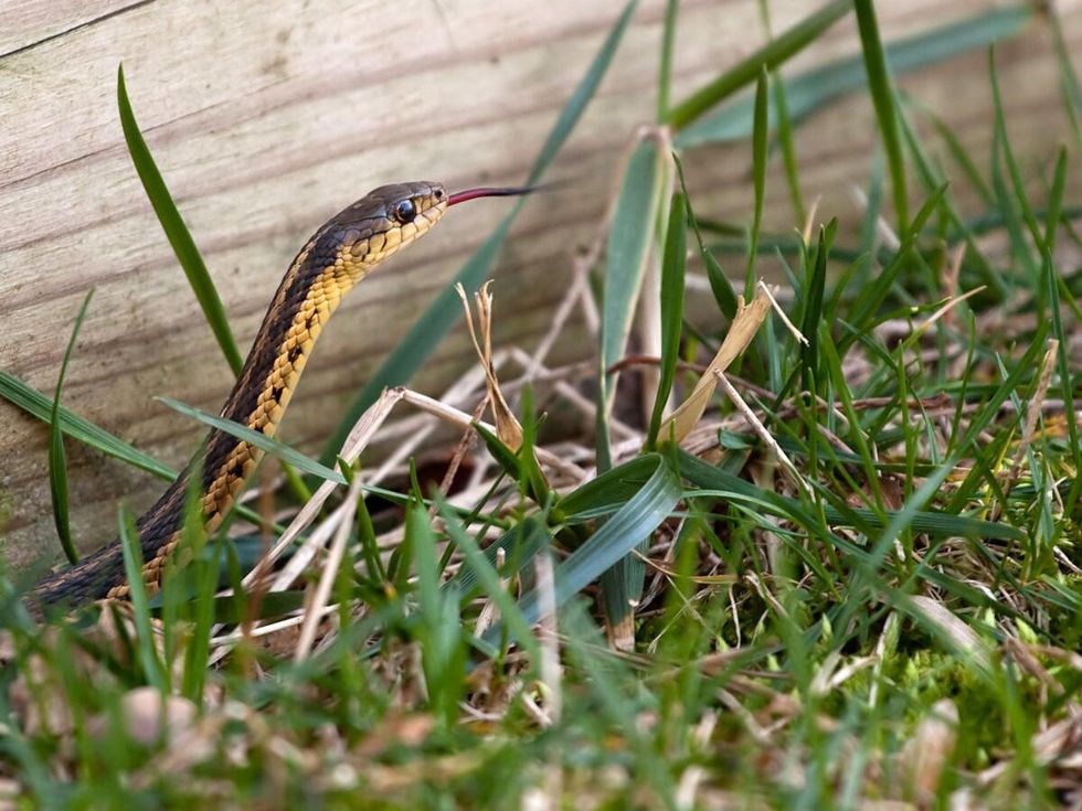 iStock 104454341 e1587750606795 width1200height900