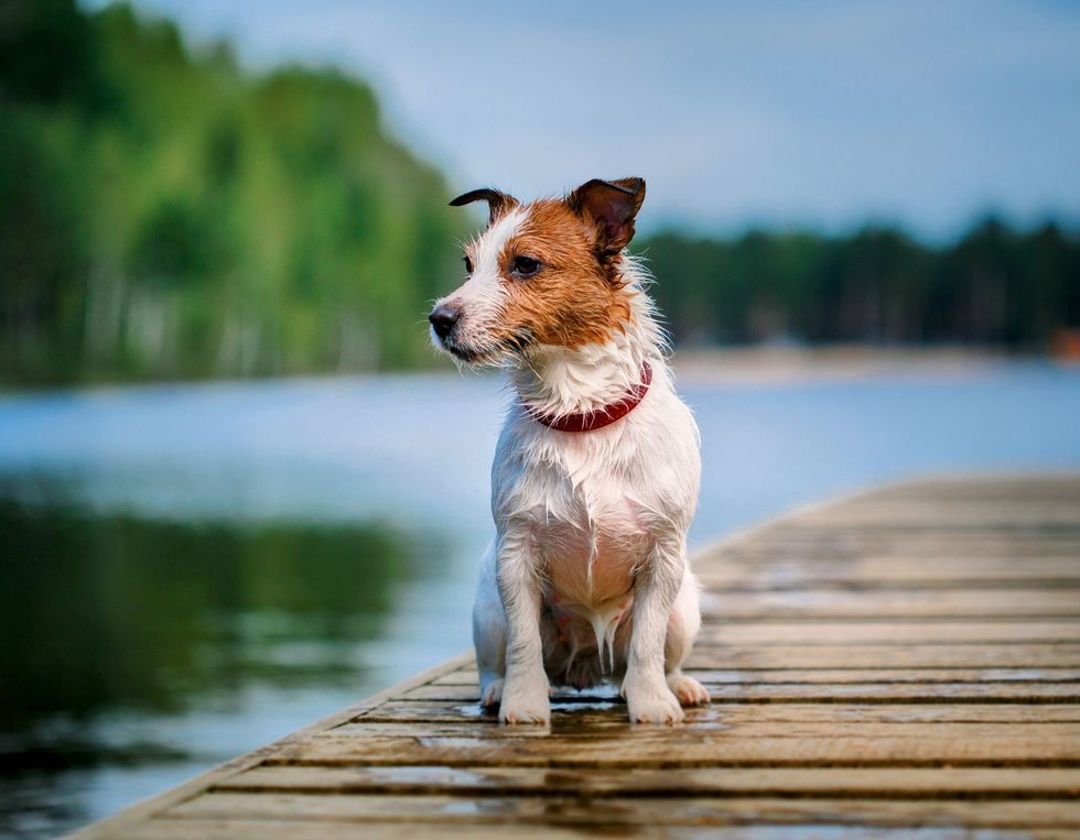 Jack Russell Terriers scaled 1