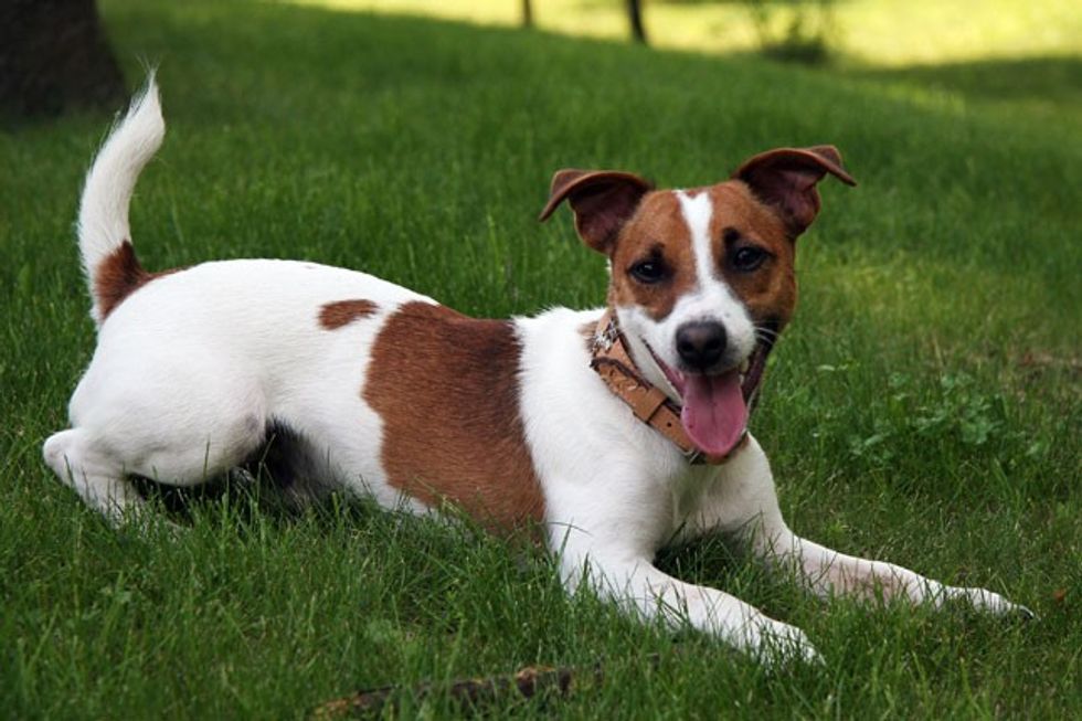 Jack Russell Terriers