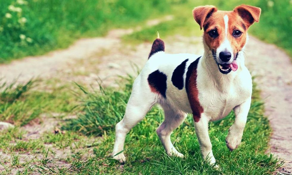 Jack Russell