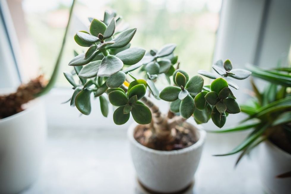 jade plant jade houseplant jade tree shutterstock