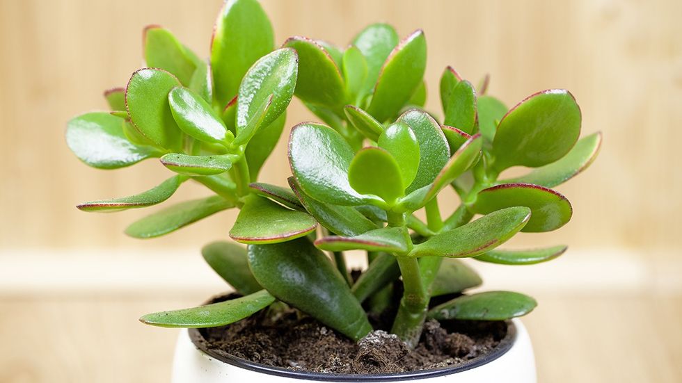 jade plant