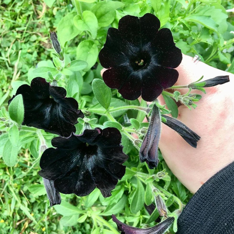 jawlinejewellery 59943514 2273857059399344 7232465100783176221 n