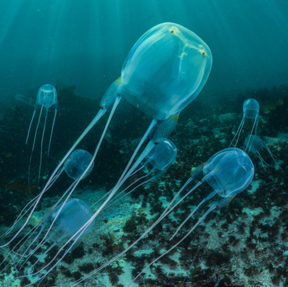 jellyfish