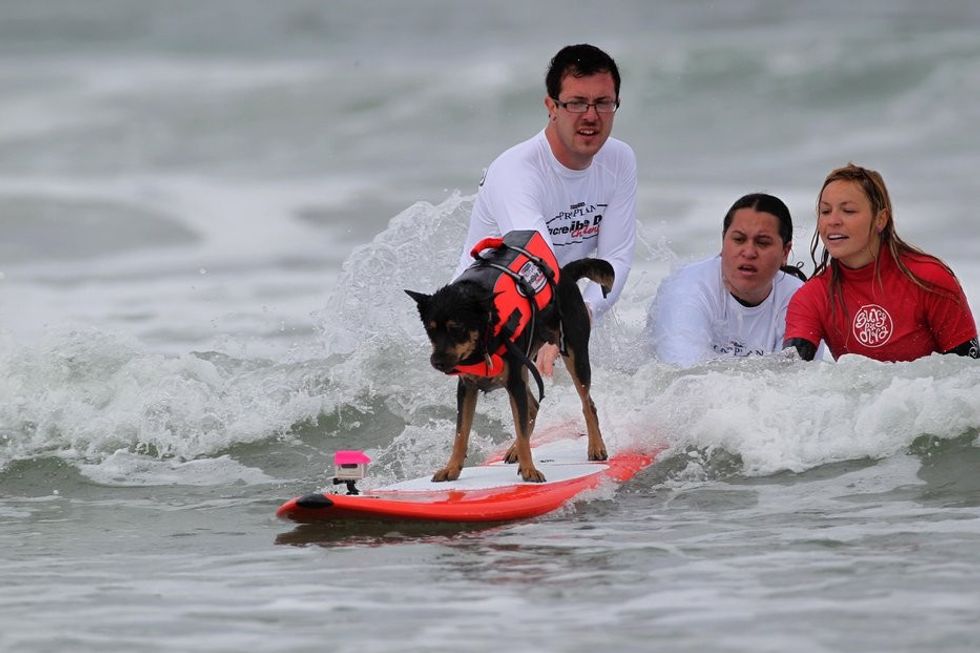 jg surfdog t