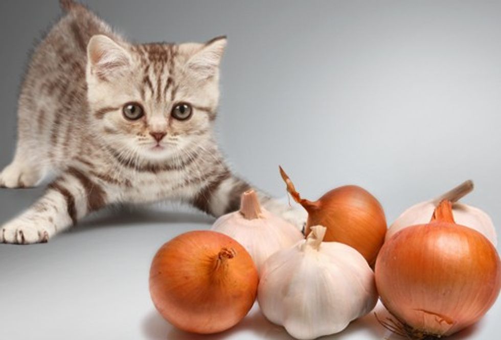 jiu_rf_photo_of_kitten_vs_onions_and_garlic