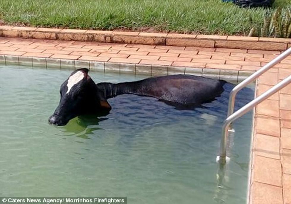 Kafshët e ngathëta që ngecën në hapësira të ndryshme foto 10