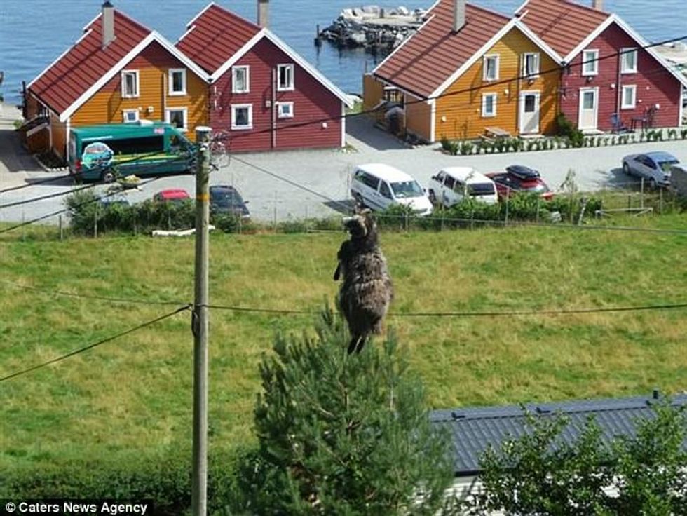 Kafshët e ngathëta që ngecën në hapësira të ndryshme foto 4