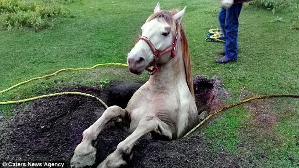 Kafshët e ngathëta që ngecën në hapësira të ndryshme foto 5