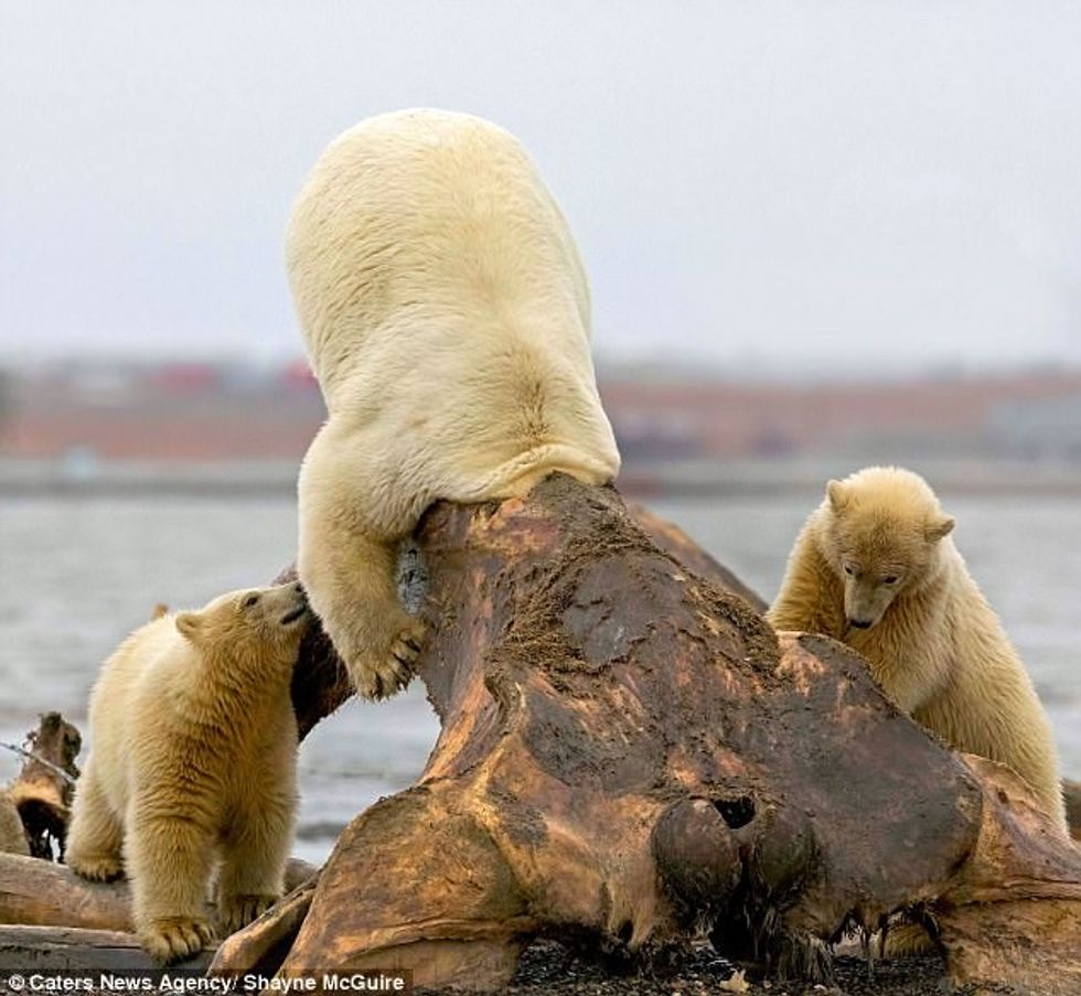 Kafshët e ngathëta që ngecën në hapësira të ndryshme foto 7