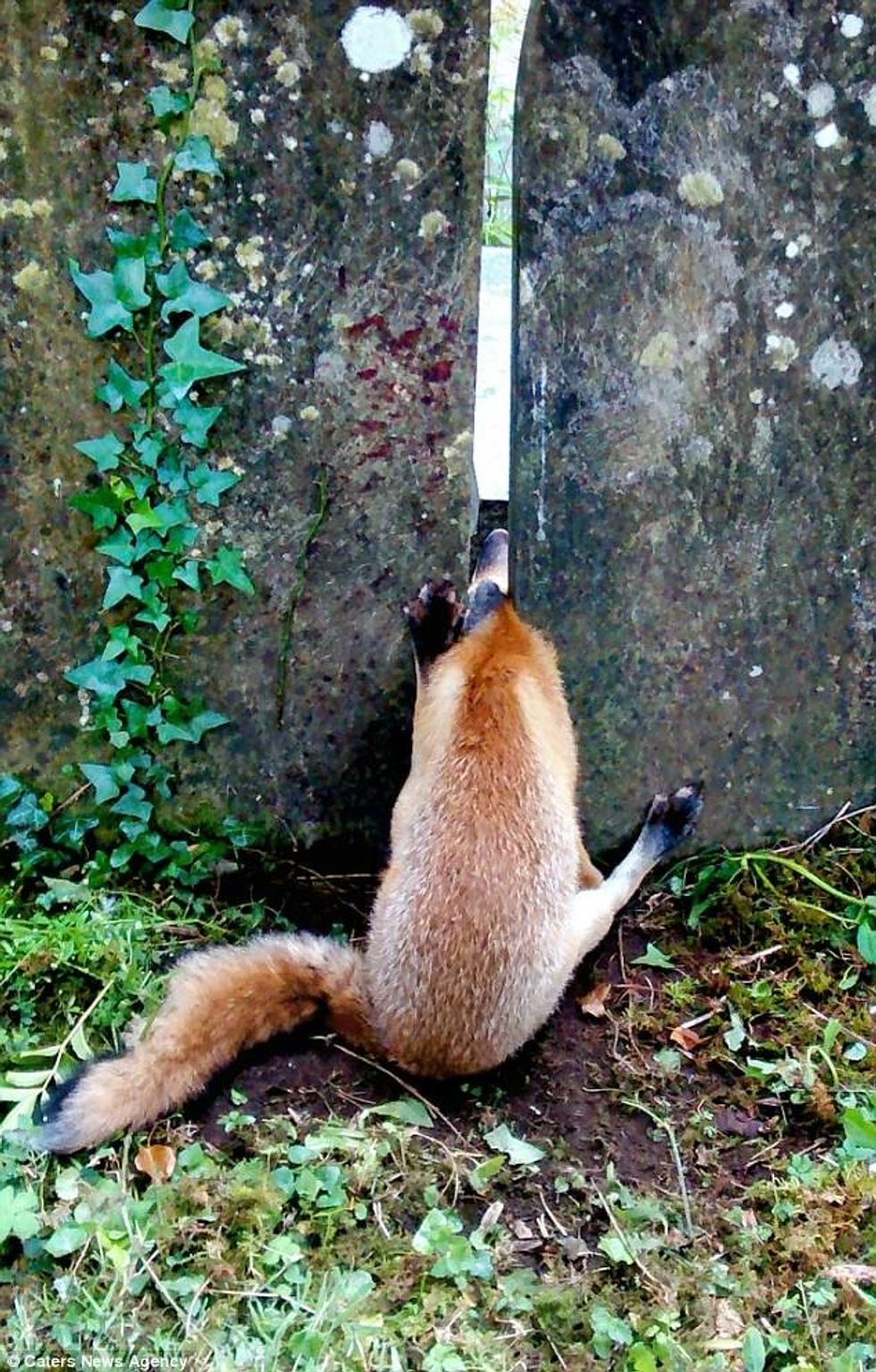 Kafshët e ngathëta që ngecën në hapësira të ndryshme foto 9