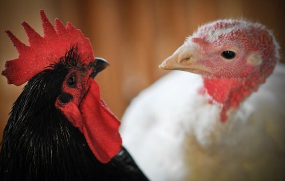 Kafshët e shoqërueshme