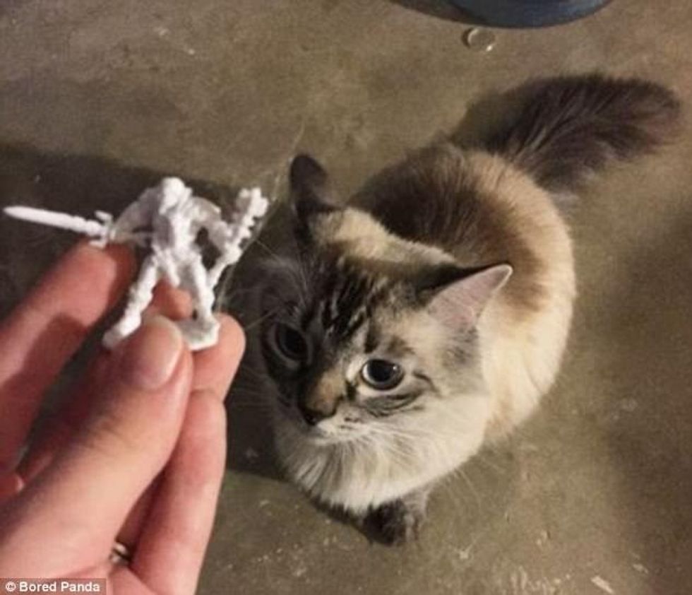 Kafshët iu dërguan pronarëve gjërat më të çuditshme që gjetën foto 10