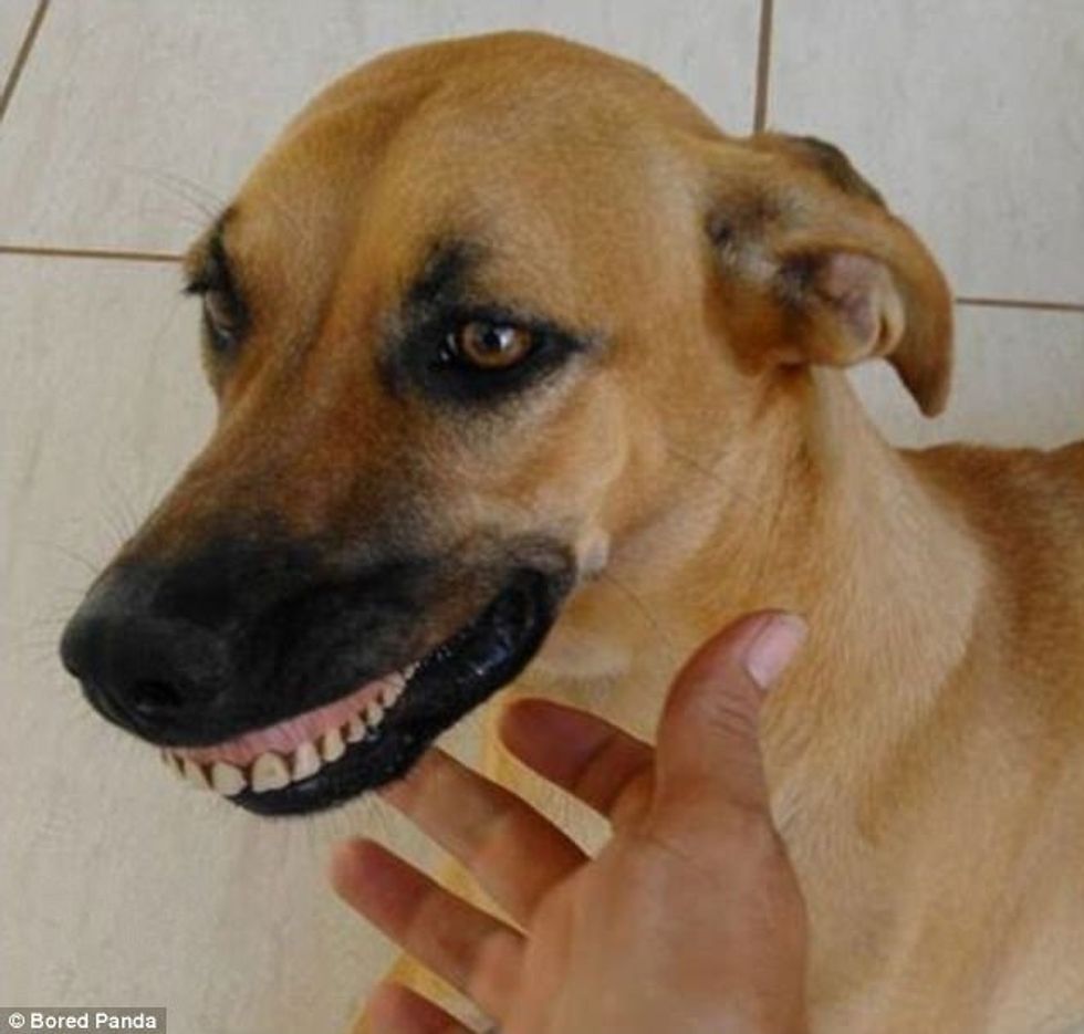 Kafshët iu dërguan pronarëve gjërat më të çuditshme që gjetën foto 2