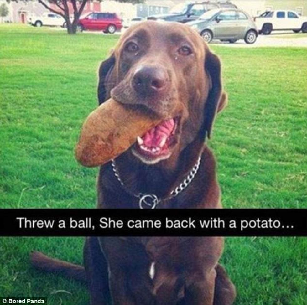 Kafshët iu dërguan pronarëve gjërat më të çuditshme që gjetën foto 6