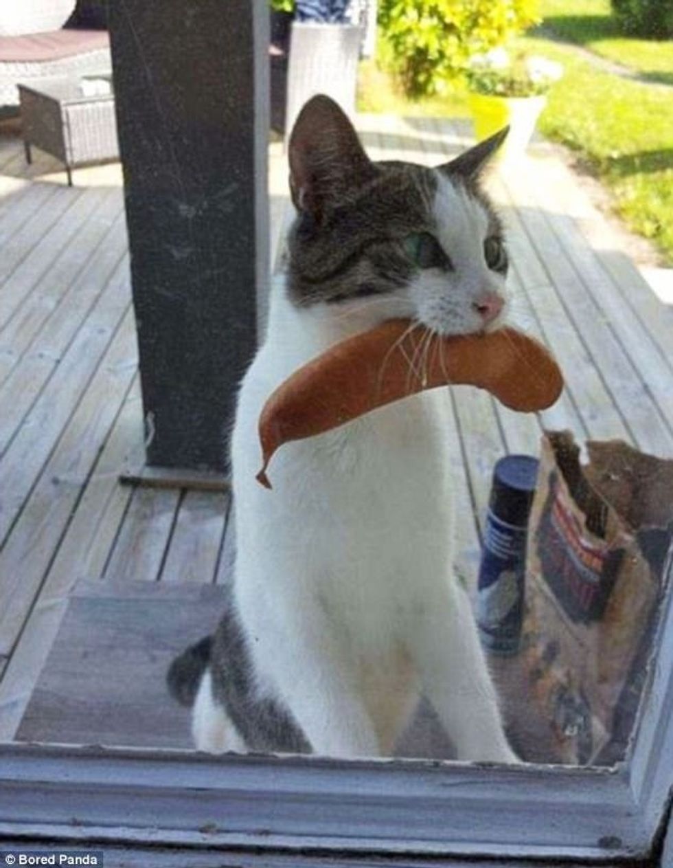 Kafshët iu dërguan pronarëve gjërat më të çuditshme që gjetën foto 7