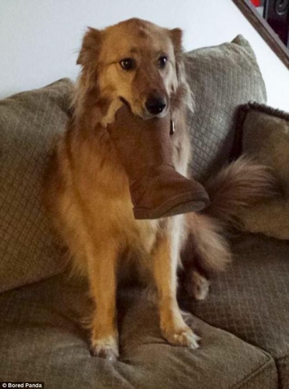 Kafshët iu dërguan pronarëve gjërat më të çuditshme që gjetën foto 8