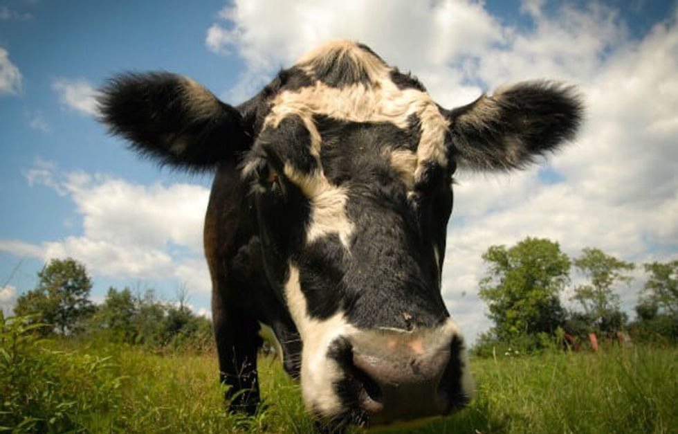 Kafshët me superforcë