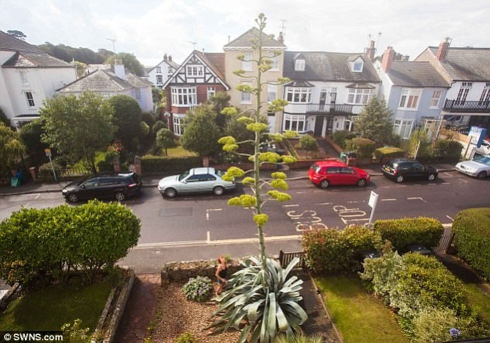 Kaktusi i mbjellë para 30 vitesh rritet dhjete metra brenda javes foto 2