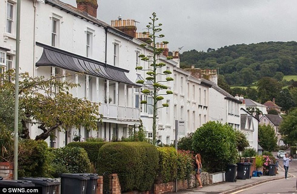 Kaktusi i mbjellë para 30 vitesh rritet dhjete metra brenda javes foto 3