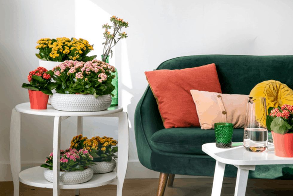 Kalanchoe 2019 living room Karen Haller