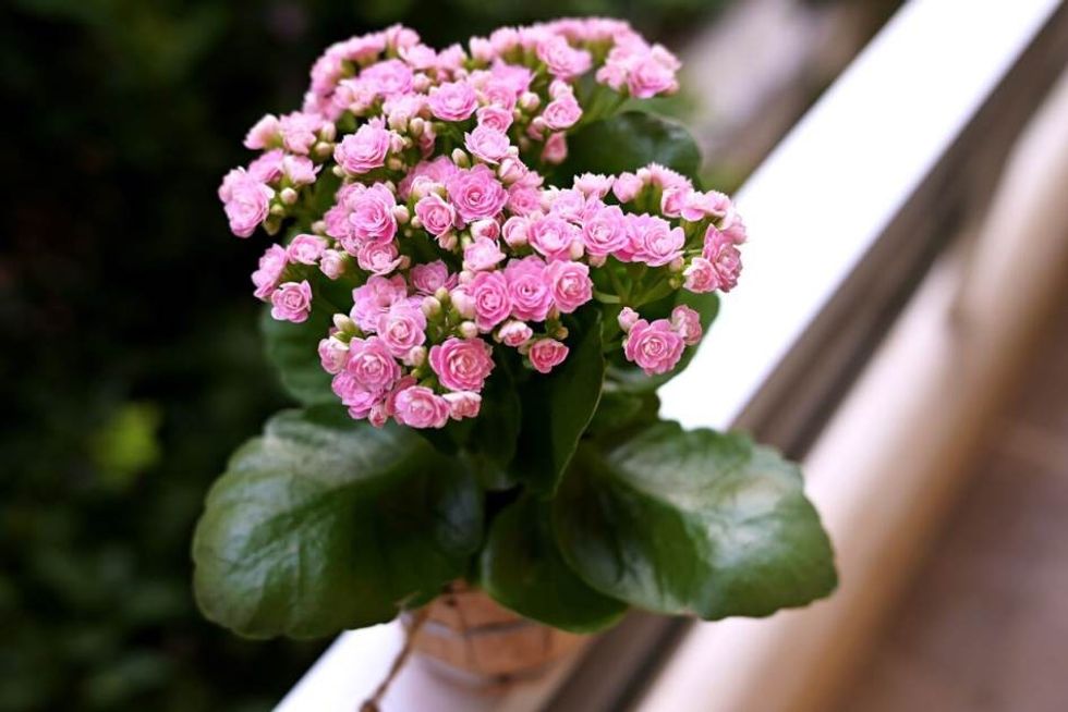 Kalanchoe