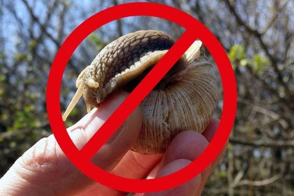 keep snails away tips