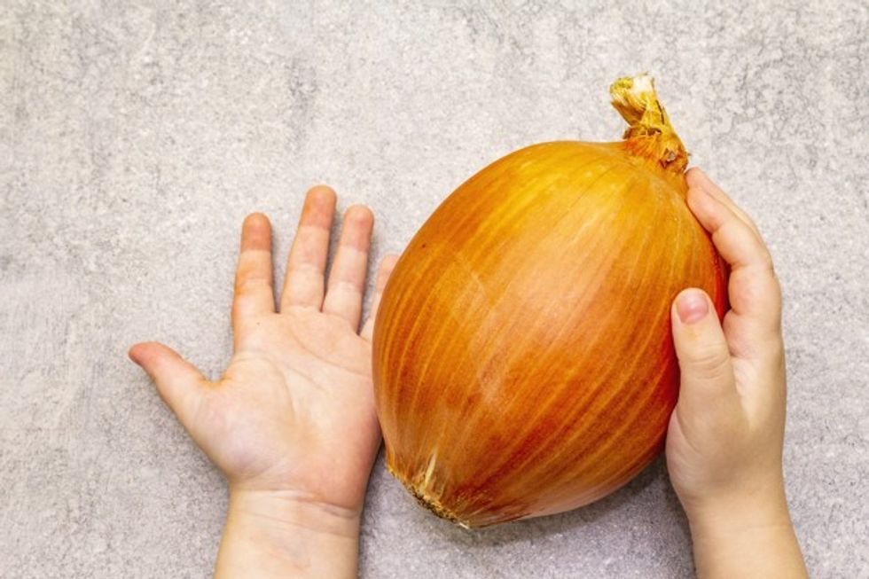 kid holding fresh giant onion bulb 164638 2043