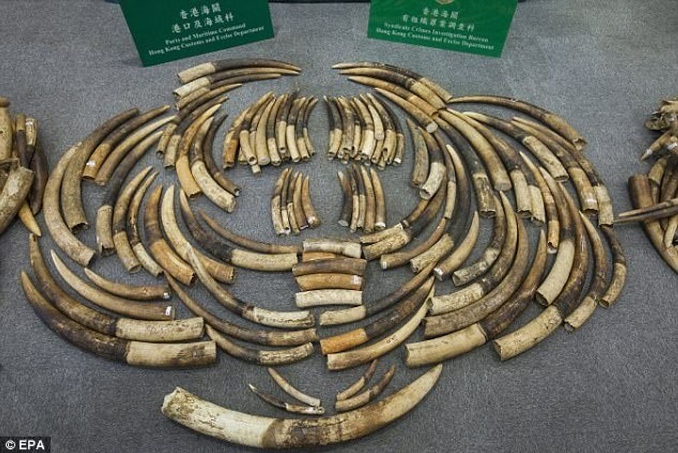 Konfiskohet sasia më e madhe e fildishit qe eshte kontrabanduar ne 30 vitet e fundit foto 2