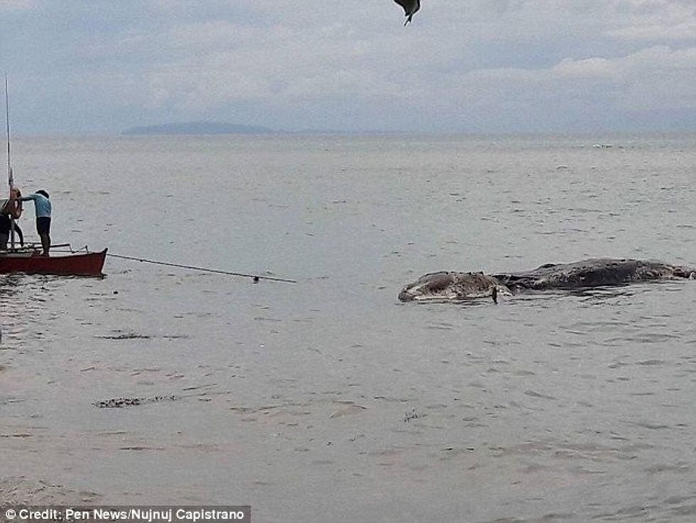 Krijesa misterioze që u shfaq në breg kthehet serish ne breg pa u studiuar foto 2