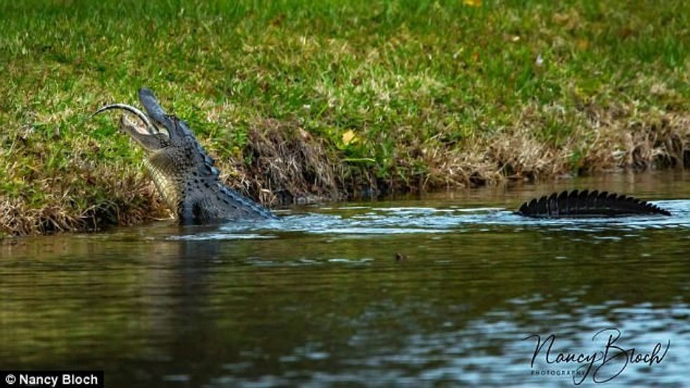 Krokodili foto 2